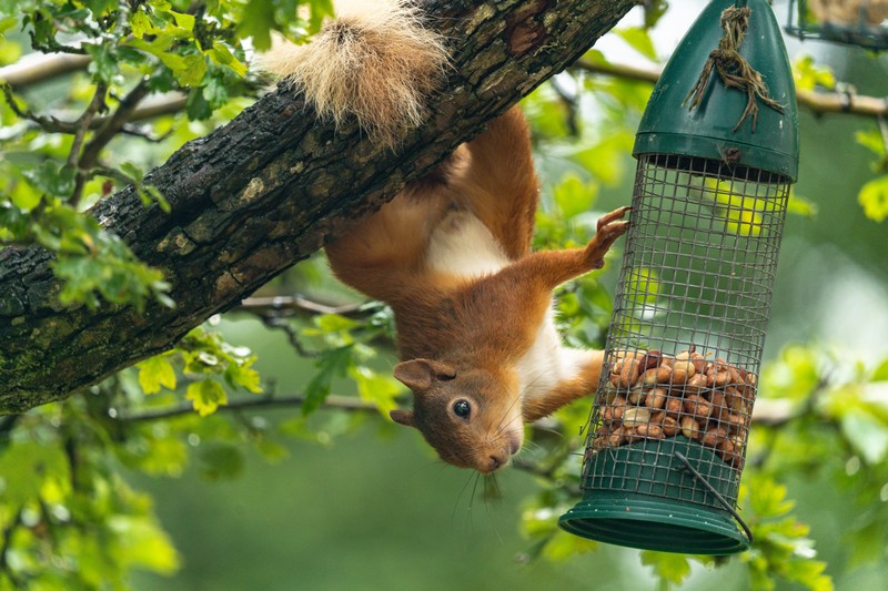 Red-Squirrel-43 Red squirrel
