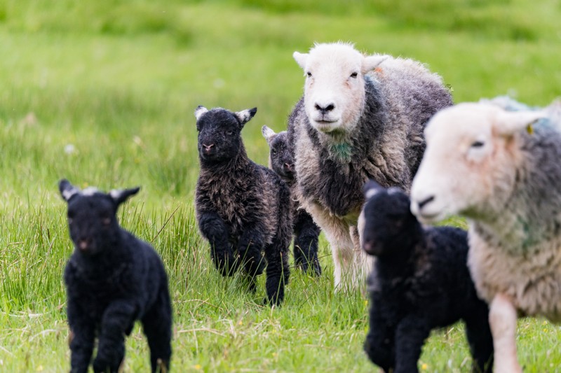 Tongue_Cottage-173 Herdwicks with lambs