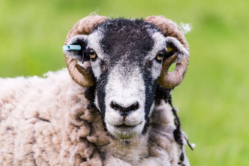 Tongue_Cottage-217 Swaledale ewe