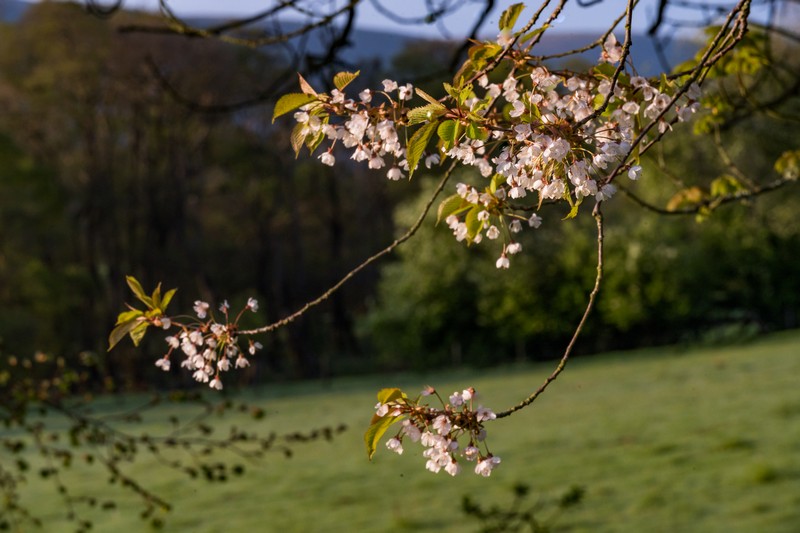 Tongue_Cottage-271 Cherry Blossom